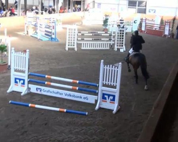 jumper Vitus (Belgian Warmblood, 1998, from Nabab de Rêve) jumper Vitus (Belgian Warmblood, 1998, from Nabab de Rêve)