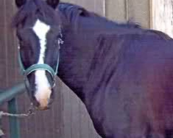 jumper Diamant 594 (German Riding Pony, 1996, from Diadem N)