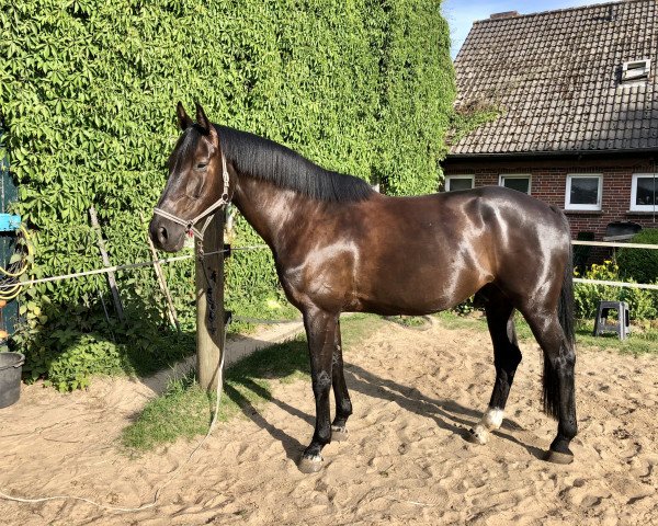 jumper Hellas E (KWPN (Royal Dutch Sporthorse), 2012, from Diarado) jumper Hellas E (KWPN (Royal Dutch Sporthorse), 2012, from Diarado)