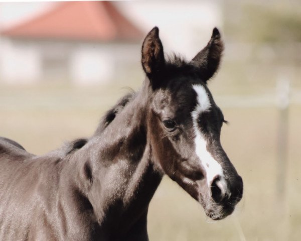 broodmare Vivendi (Westphalian, 2022, from Viscount 22)