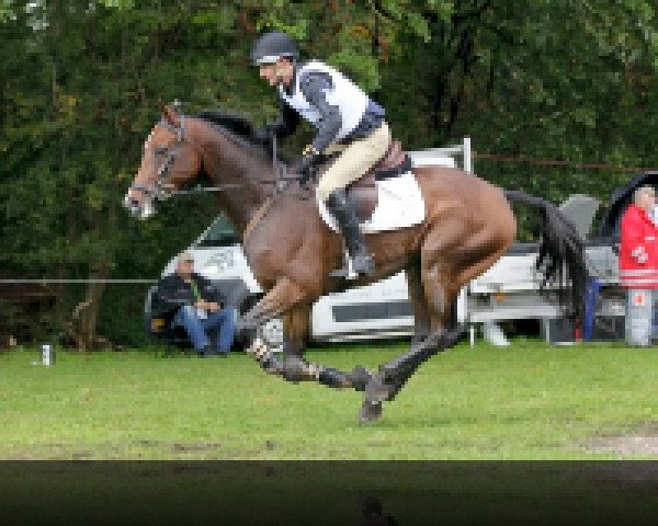 dressage horse Campino 257 (Hanoverian, 2002, from Contendro I)