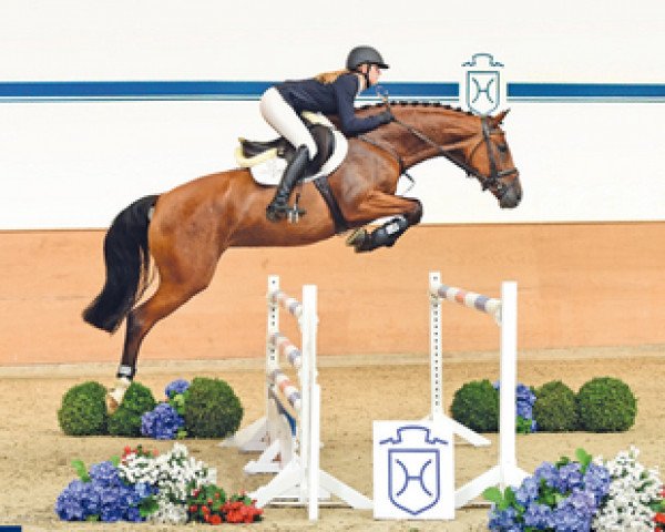 Springpferd Diva 590 (Holsteiner, 2011, von Caretino)