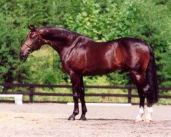 stallion Romantic Star (Hanoverian, 1995, from Ramiro's Son II)