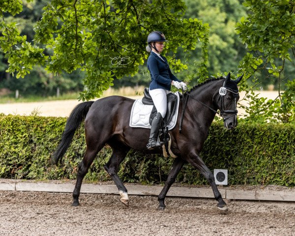 dressage horse Saray 5 (Pinto / Small Riding Horse, 2011, from Brooklyn)