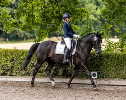 dressage horse Saray 5 (Pinto / Small Riding Horse, 2011, from Brooklyn)