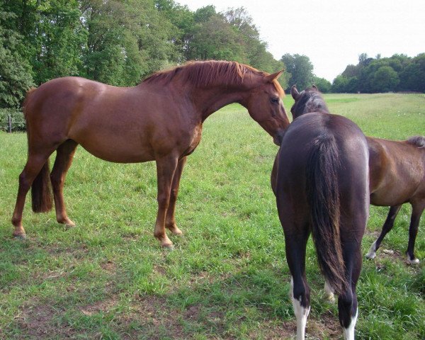 broodmare Queen (Oldenburg, 1999, from Quattro B)