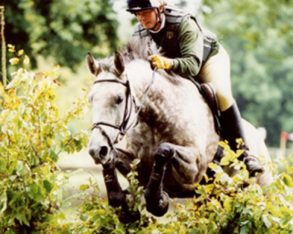 broodmare Lavinia (Hessian Warmblood, 1992, from Landlord)