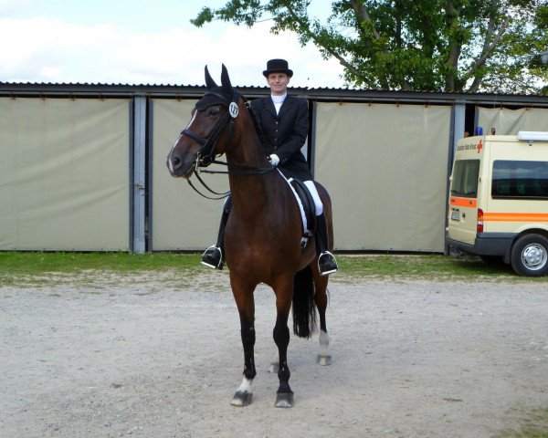 Dressurpferd Robin 563 (Hessisches Warmblut, 1998, von Rodgau)