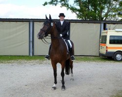 Dressurpferd Robin 563 (Hessisches Warmblut, 1998, von Rodgau)