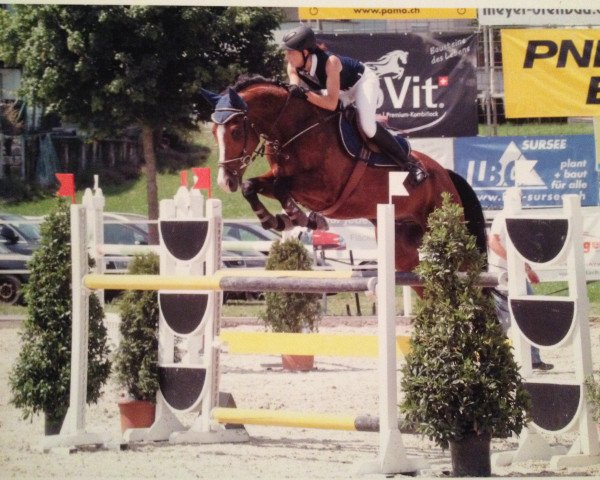 Springpferd Sir Scally CH (+) (Schweizer Warmblut, 2008, von Saphir von der Rossi CH)