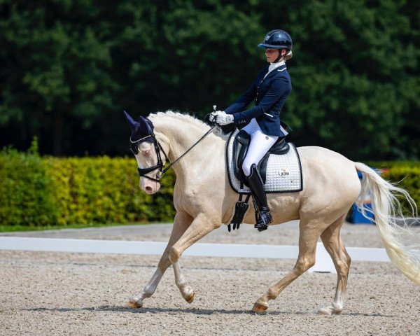 Pferd champ du bois (Deutsches Reitpony, 2018, von Cassanova du Bois)