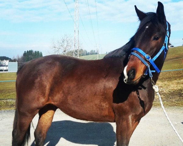 jumper Camiro 60 (Swiss Warmblood, 2014, from Canabis Z) jumper Camiro 60 (Swiss Warmblood, 2014, from Canabis Z)