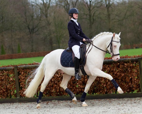 Deckhengst Goldstar du Bois (Deutsches Reitpony, 2012, von Golden Rock) Deckhengst Goldstar du Bois (Deutsches Reitpony, 2012, von Golden Rock)