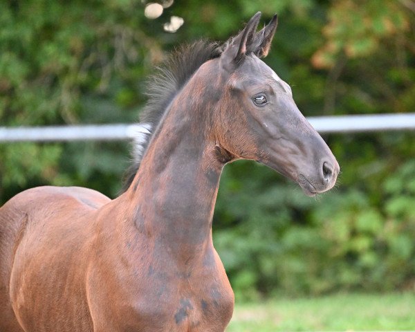 horse Fürst Zonikie (German Sport Horse, 2022, from Fürst Zonik PS)