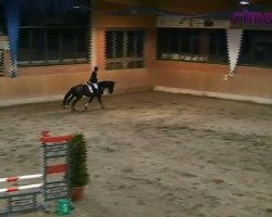 jumper Frisco 115 (Westphalian, 1996, from Foxiland xx)
