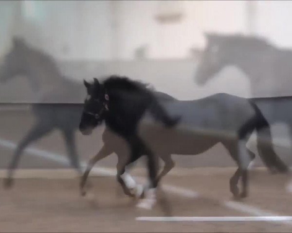 Video of Sophia
