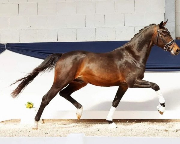 horse Wojnar Cool Reflection (German Riding Pony, 2019, from Venustas Cool Edition)