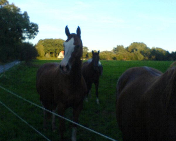 broodmare Diva de la Luna (Westphalian, 1997, from D'Accord)
