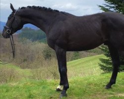 Pferd Sid (Hannoveraner, 2018, von San Amour I)