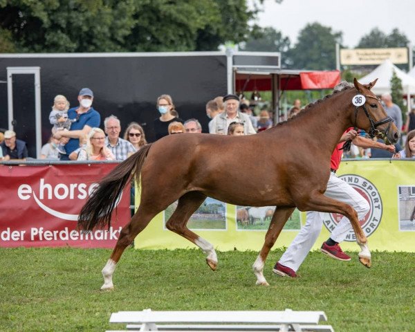 broodmare Venustas Jellybee (German Riding Pony, 2018, from Venustas Cool Edition)
