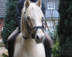 horse Ginger 349 (Haflinger Mix, 1994)