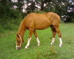 dressage horse Soul of Purity (Andalusians/horse of pure Spanish race, 2009)