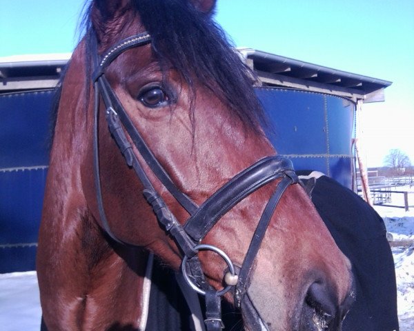 dressage horse Divine 11 (Hanoverian, 2003, from Der Lord)