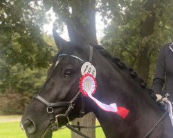 horse Deluxe Champion Fritz (German Riding Pony, 2016, from Don Dino L)