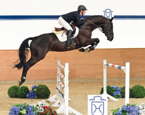 Springpferd Diamond's Fury (Holsteiner, 2011, von Diamant de Semilly)