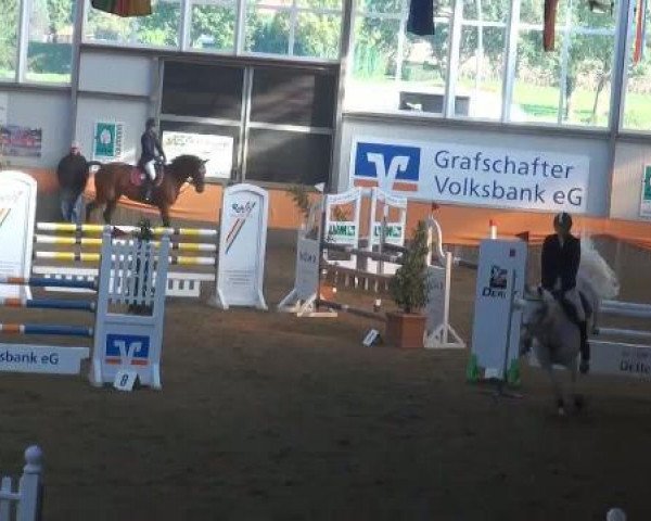 jumper Madmoiselle T (Hanoverian, 1997, from Metternich)