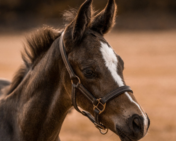 horse Do you get Deja vu (Hanoverian, 2022, from DeLorean)