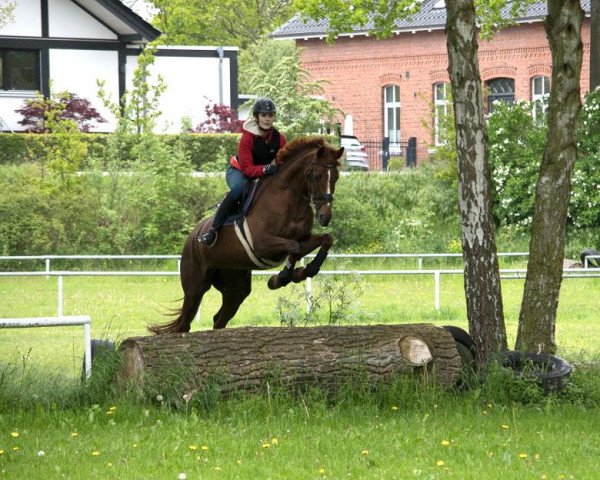 Springpferd Hermine 99 (Trakehner, 2011, von Polarion) Springpferd Hermine 99 (Trakehner, 2011, von Polarion)