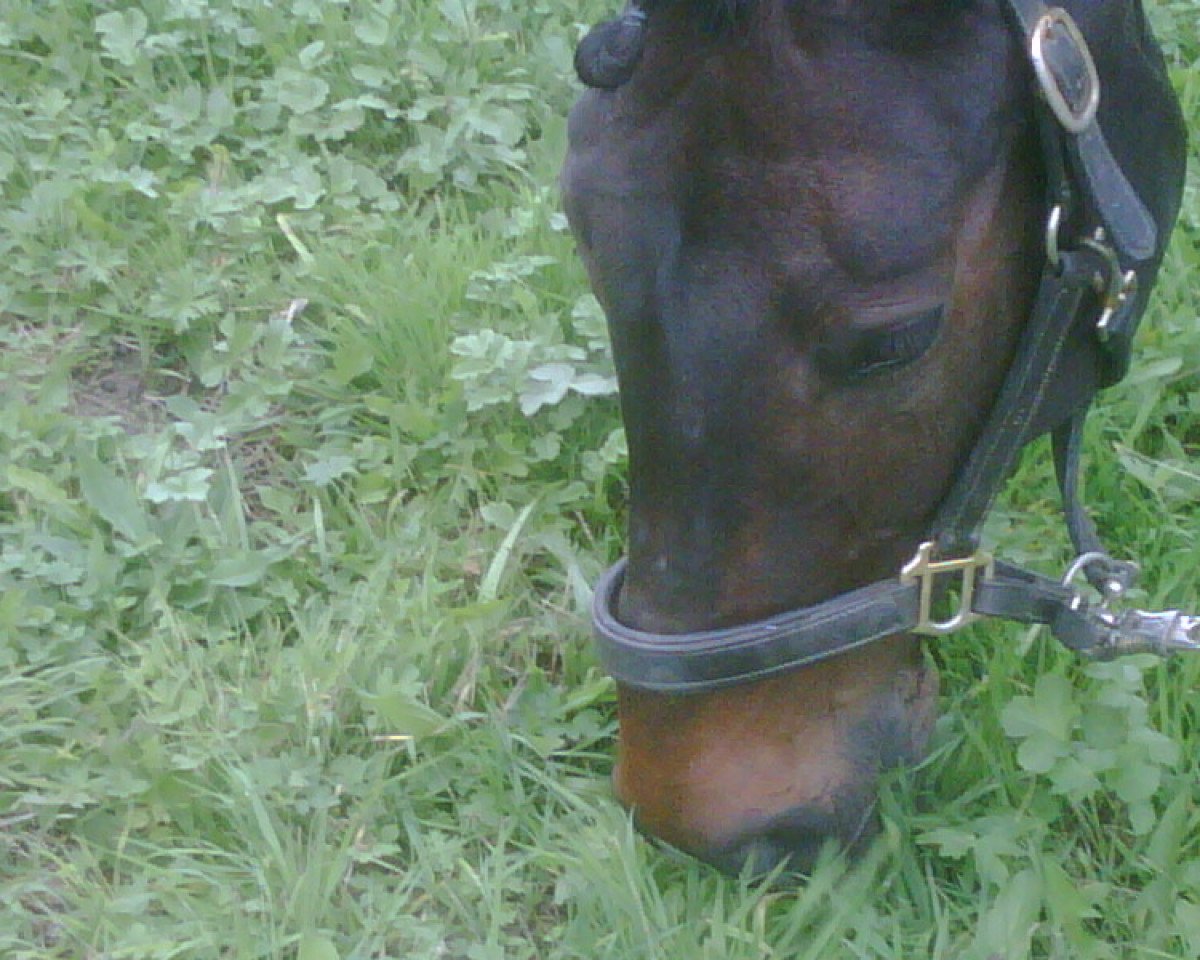 Cheval de saut Elmbridge 2 (KWPN (Sang chaud néerlandais), 2000, de Elmshorn)