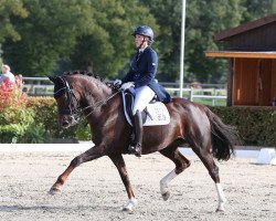 dressage horse Daisy-Sunnyday (Hanoverian, 2009, from Diamond Hit)