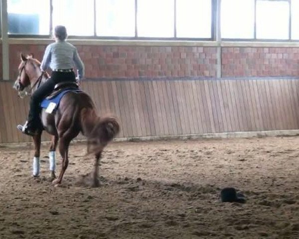 horse Little Steppin Lena (Quarter Horse, 2002, from Hes A Steppin Jac)