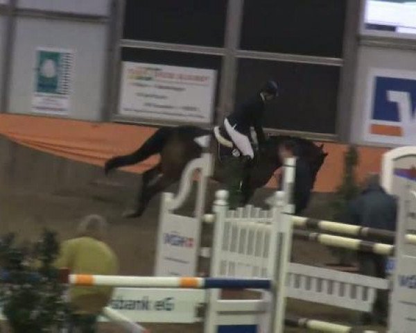 horse Al-Capone 5 (Oldenburg, 2005, from Abke 4)