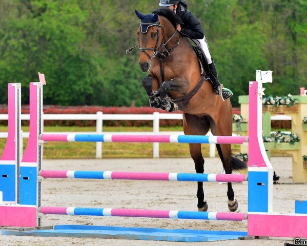 jumper Florida Z (Zangersheide riding horse, 2016, from Falaise de Muze)