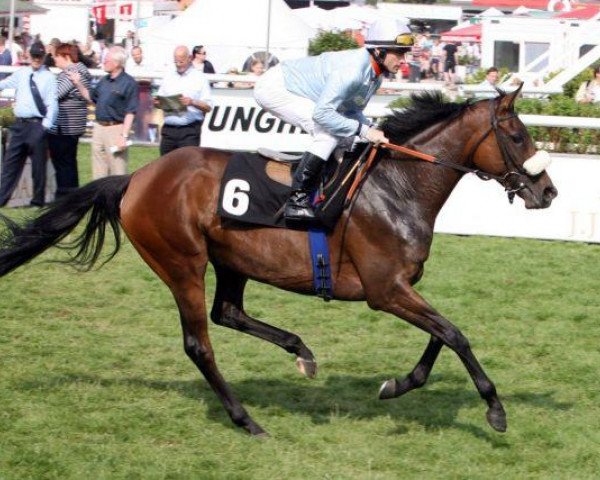 broodmare Königstochter xx (Thoroughbred, 2005, from Dai Jin xx)