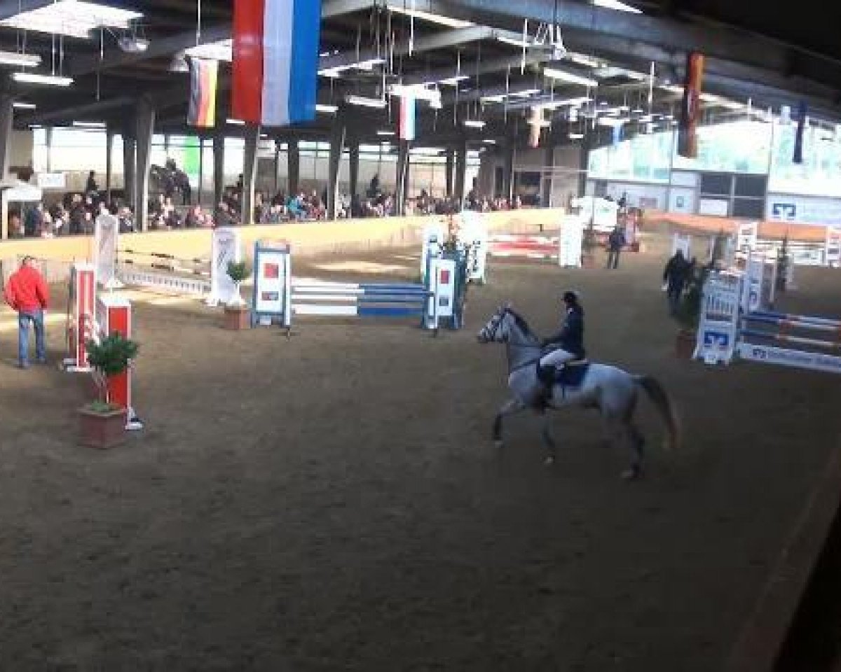 Zuchtstute Kyrill 17 (Deutsches Sportpferd, 2003, von Kaiserwind)