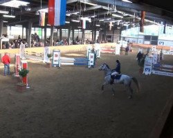 broodmare Kyrill 17 (German Sport Horse, 2003, from Kaiserwind)