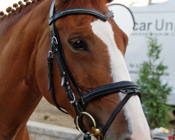 dressage horse Shadow (KWPN (Royal Dutch Sporthorse), 1999, from Lester)
