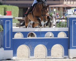 Springpferd Kolorist v/d Donkhoeve (Belgisches Warmblut, 2010, von Elvis Ter Putte)
