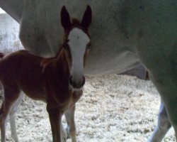 broodmare Calimba de Luna 19 (Westphalian, 2011, from Catum)
