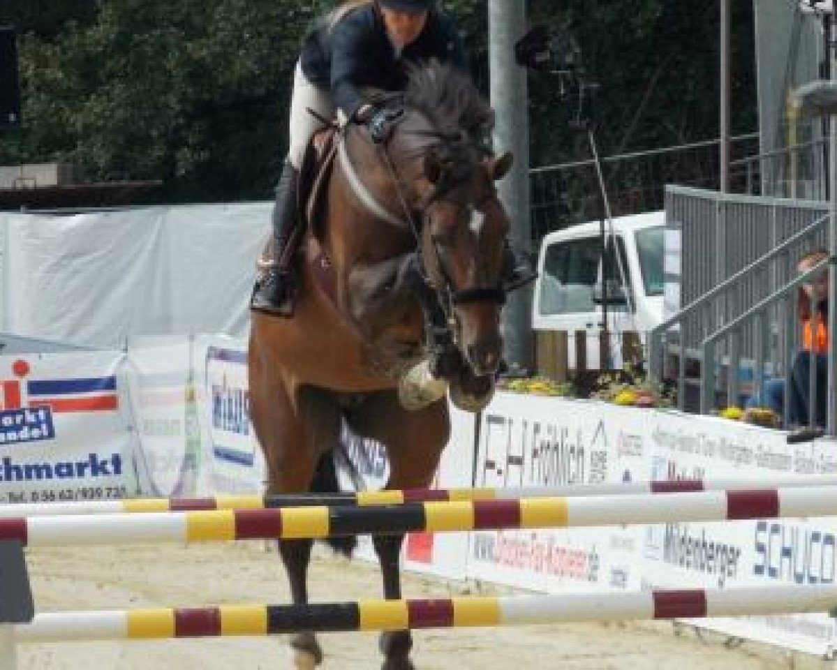 Deckhengst Grison van den Bisschop (Belgisches Warmblut, 2006, von Canturo)