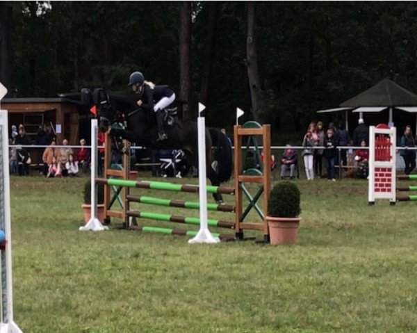 Zuchtstute Holly 254 (Deutsches Reitpony, 2015, von Heidehof's Mexiko)