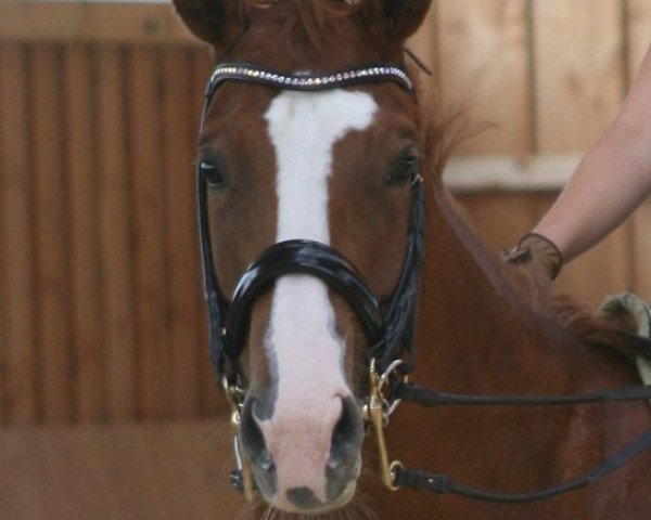 dressage horse Aquina 12 (Westphalian, 2003, from Abanos)