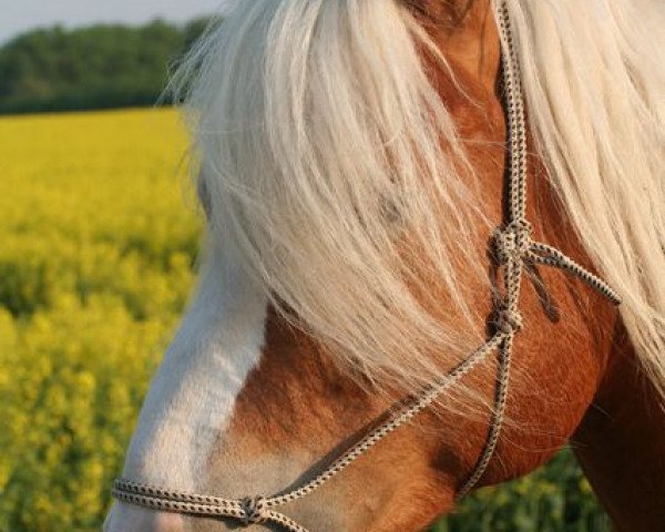 stallion Argonith (7,81% ox) (Haflinger, 2005, from Apiko (15,625% ox))