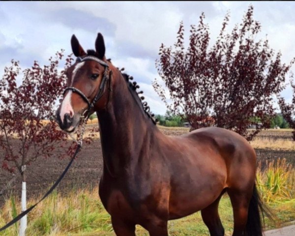 Pferd Balou Boy (Ungarisches Warmblut, 2014, von Pm Balougraf)