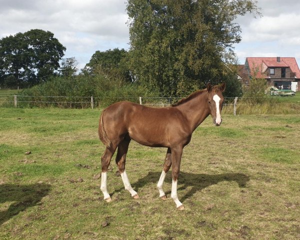 horse Sávio (Oldenburg, 2022, from Totillah)
