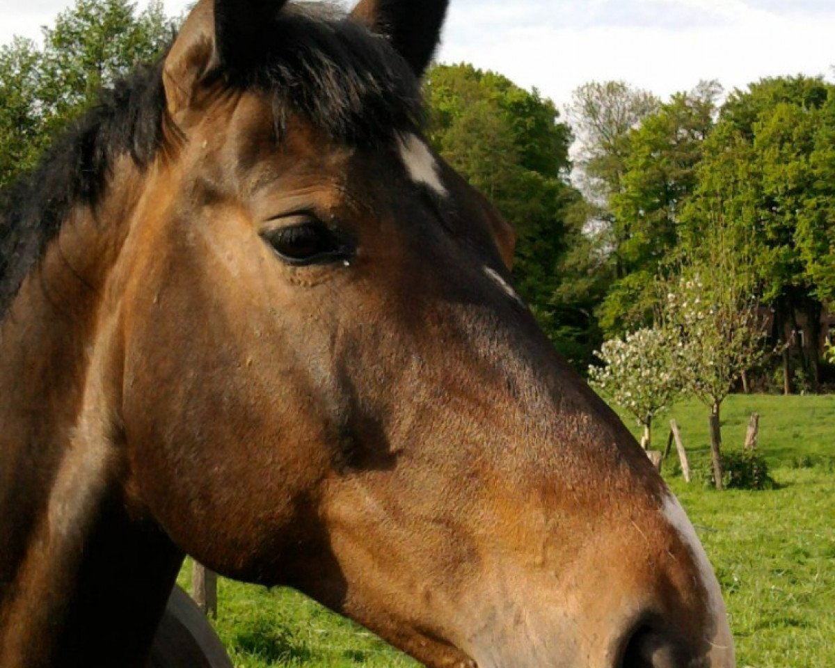 Broodmare Paula (Westphalian, 1997, from Piano II)
